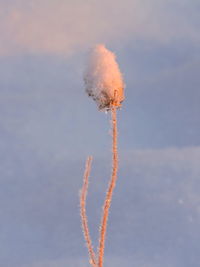 Low angle view of plant on snow covered field