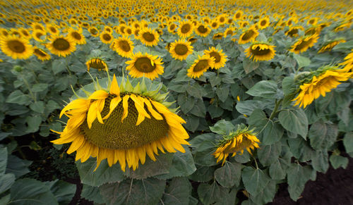 Close-up of sunflower blooming in field