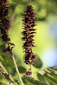 Close-up of plant