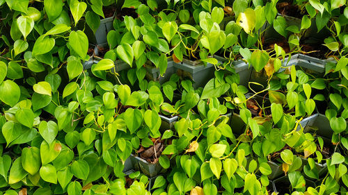 High angle view of green leaves