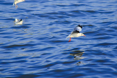 Seagull flying over sea