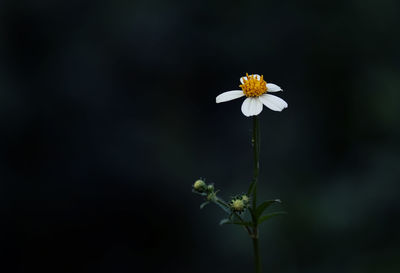 Close-up of white flowering plant