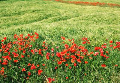 Red poppies blooming in field