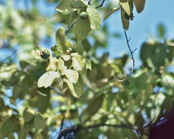 Close-up of cherry blossoms on tree