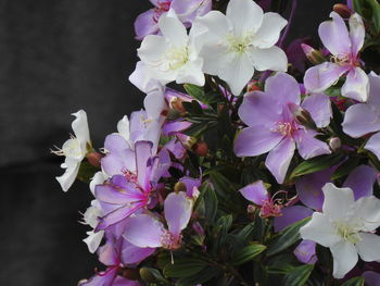 Close-up of pink flowering plant