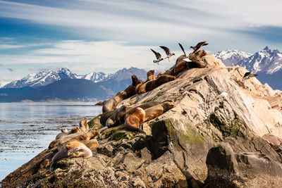 Scenic view of animals on seashore