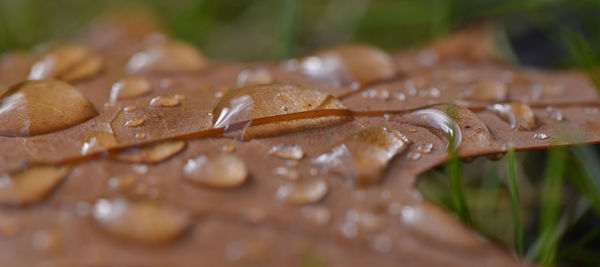 Close-up of wet leaf