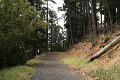 Road amidst trees in forest