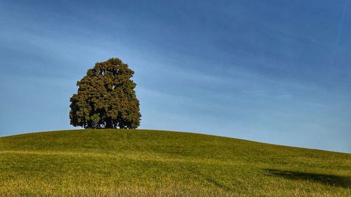 Trees on field against sky