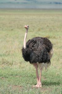 Bird on field