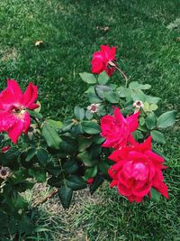 High angle view of pink flowers blooming on field