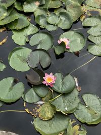 High angle view of lotus water lily in lake