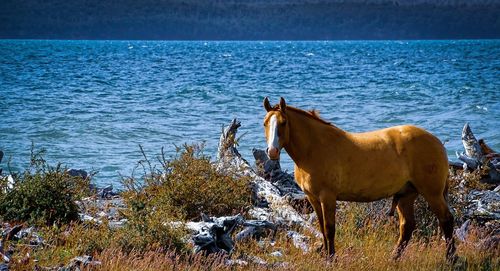 View of a horse in the sea