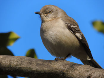 Low angle view of bird perching on branch against blue sky