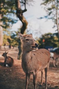 Deer standing on field