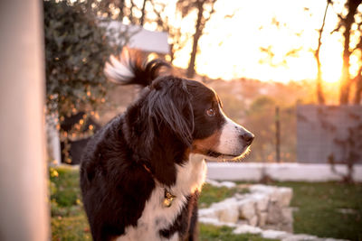 Close-up of dog