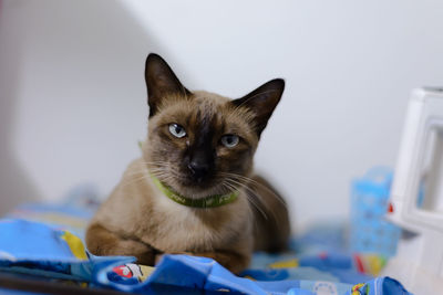 Close-up portrait of a cat