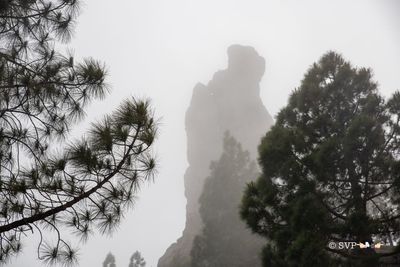 Low angle view of silhouette trees against sky