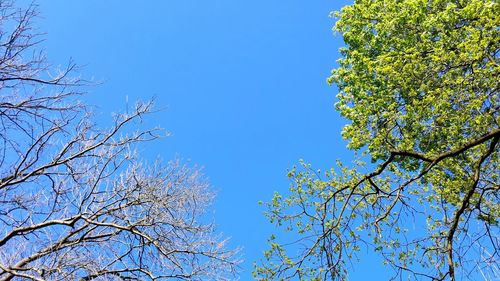 Low angle view of tree against clear blue sky