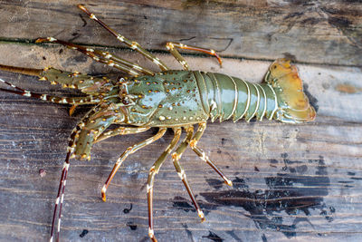 Close-up of lobster on wood