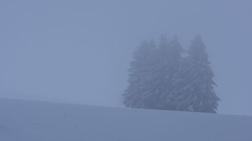 Trees on snow covered land