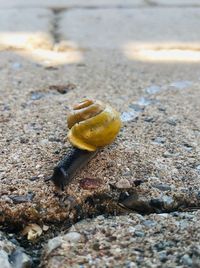 Close-up of insect on sand