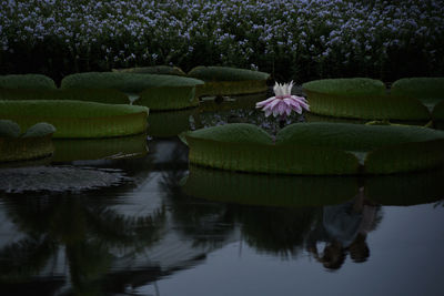 Lotus water lily in lake