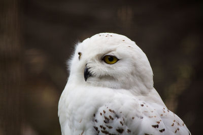 Close-up of owl