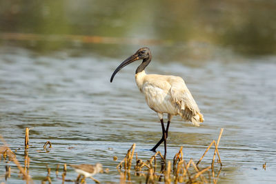 Bird on water