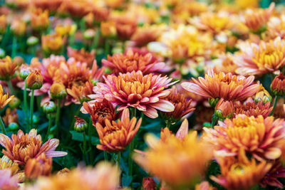 Close-up of orange flowering plants