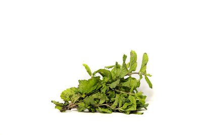 Close-up of vegetable against white background