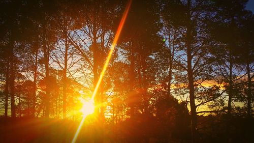 Low angle view of trees against orange sky