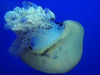 Close-up of jellyfish swimming in sea