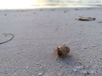 Close-up of crab on sand