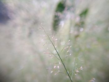 grass