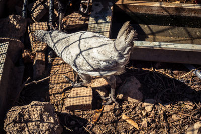 High angle view of woman