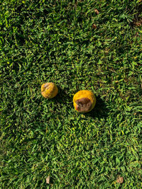 High angle view of fruits on field