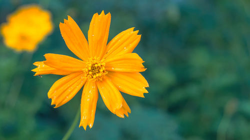 Close-up of orange flower