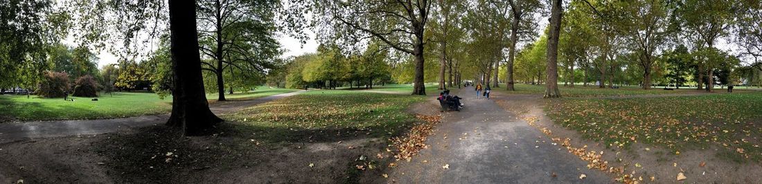 Panoramic view of road amidst trees in park