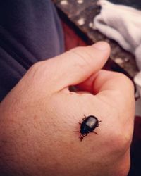 Close-up of insect on hand