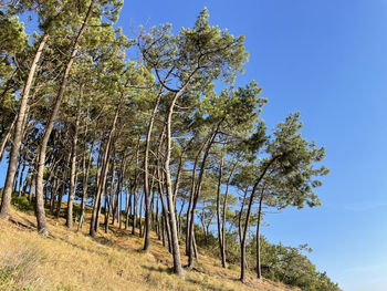 Pine trees in summer wind on sandy hills of southern france. 