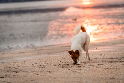 Dog on beach