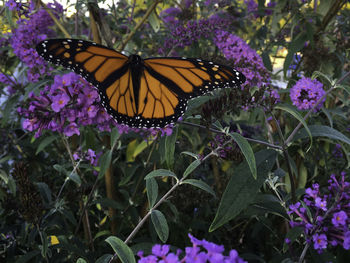 Butterfly on purple flower