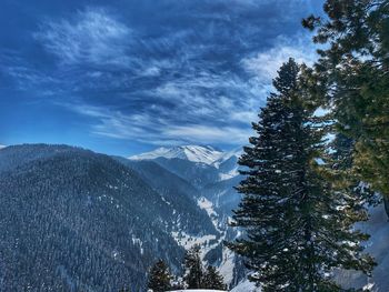 Pine trees on snowcapped mountains against sky