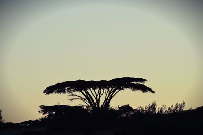 Low angle view of silhouette trees against sky during sunset