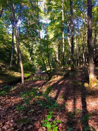 Trees in forest