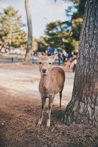 Portrait of deer standing on field