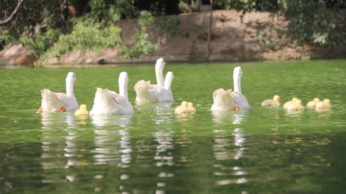 Birds in calm water