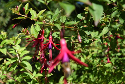 Close-up of plant