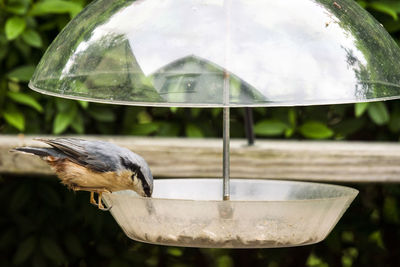 Close-up of bird perching on feeder